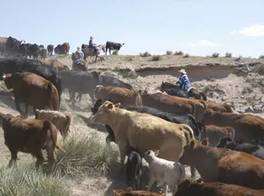 Colorado Cattle Company Guest Ranch - Image 1