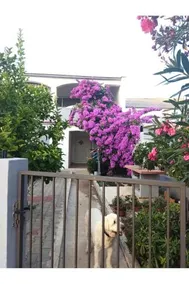 Apartment Flowers - Image 2