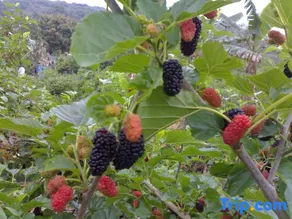 Senmiao Holiday Hotel - Image 4