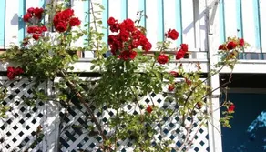 Historic Old Customs House - Image 5