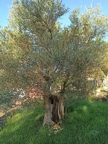 Veiga de Cohido - Image 5