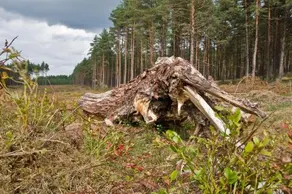 Agroturystyka Sominy Piotr - Image 2