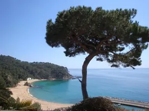 Mel - Image 5
