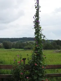 Landgasthof Höng - Image 5
