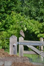 B&B Het Steenuiltje - Image 5