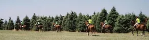 ERKANLI COUNTRY Resort , Spa & Riding Club - Special Class - Image 5