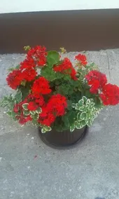 Apartmani Papes - Image 2