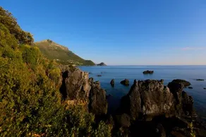 Illicini - Image 5