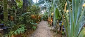 Cinnamon - Image 5