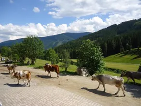 Gsenghof-Alm - Image 3