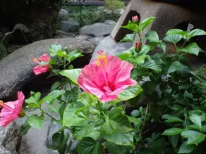 Uokagi Ryokan - Image 5