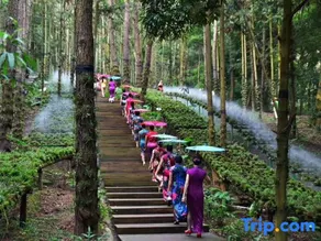 Senba Manor Treehouse Hotel - Image 5