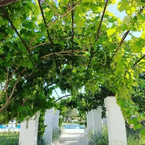 Masseria Almadava - Image 2
