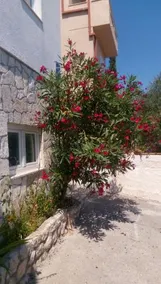 Apartments Rosa - Image 4