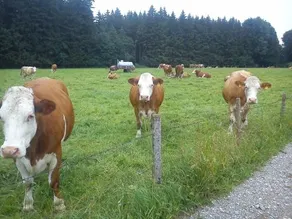 Ferienwohnung auf dem Lechsberg - Image 3
