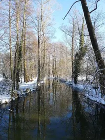 Spreewald Apartments Grüner Wald - Image 4