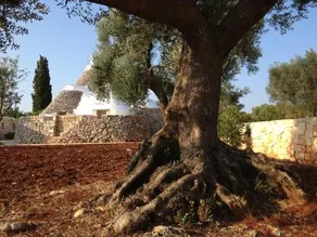 I Trulli Di Alice - Image 4