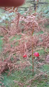 Anikunborda - Image 3