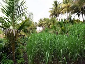 Aaranya Resort - Image 3