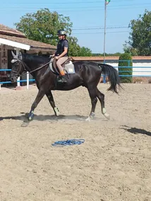 ESCUS HORSES - Image 2