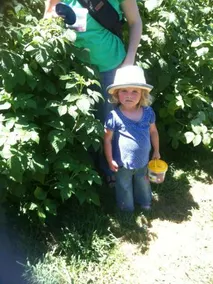 Pennyroyal Raspberry Farm & Cidery - Image 5