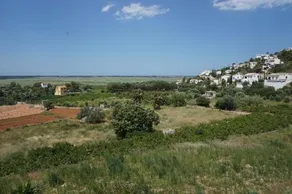 Iris - Image 2