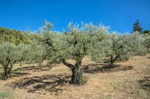 Maison tendance avec jardin, centre village, Alpilles, familles - Image 4