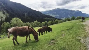 Privatzimmervermietung Foidlbauer - Image 2