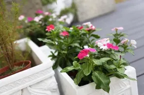 Guesthouse 2396 - Image 5