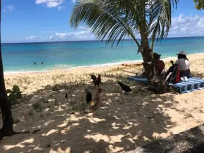 CORAL SANDS AND CARIB EDGE - Image 3