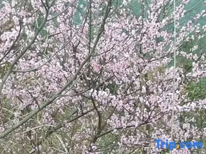 Dream Village, Zuyuan, Xiuning - Image 3