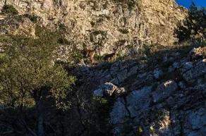 Cal Tio Mingo - Image 2