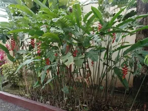 Hotel el Tropico - Image 3