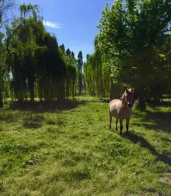 Agriturismo Dei Ciliegi - Image 3