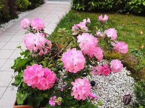 A Due Passi Dal Mare Bed and Breakfast - Image 5