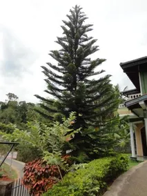 Nilmini Holiday Resort - Image 2