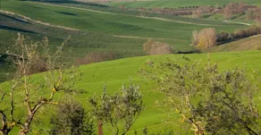Villa Giuncheto - Image 3