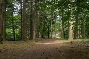 Bungalowpark Vogelenzang - Image 4