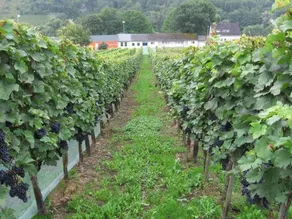 Weingut Day - Image 3