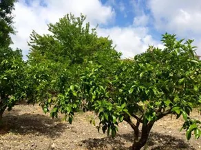 Tenuta Aquilae - Image 4