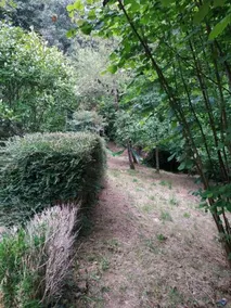 El Bosque Magico De Pria - Image 2