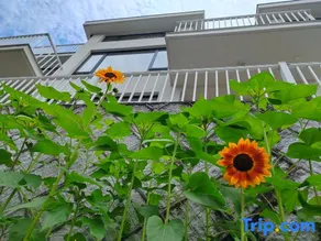 Moganshan  Flower path Homestay - Image 2