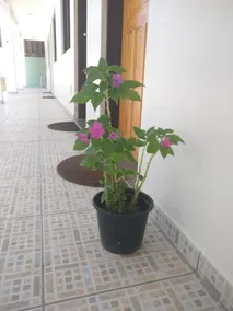 Chales Marazul - Image 4