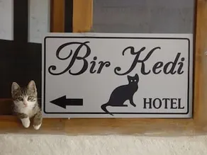 Bir Kedi Villa - Image 5