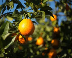 Casita Naranja - Image 1