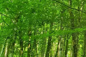Tranquil Wells Retreat - Image 3