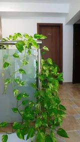 Guesthouse Golob - Image 4