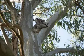 Tranquil Escape Koala Hotspot 2 Bed 2 Bath Apt Spectacular Sea Views - Image 4