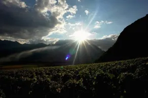 Clos des Caillettes - Image 2