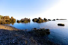 Illicini - Image 4